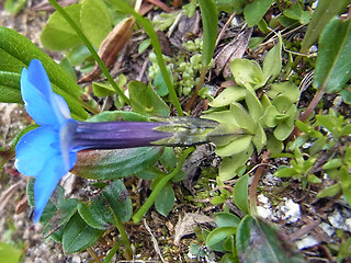 Gentiana orbicularis