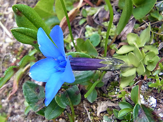 Gentiana orbicularis