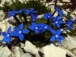 Gentiana orbicularis