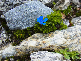 Gentiana orbicularis