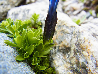 Gentiana orbicularis