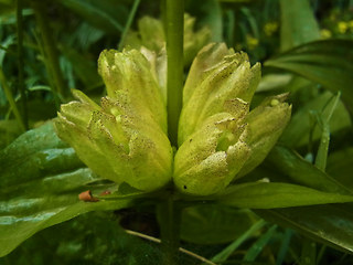 Gentiana punctata