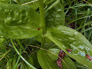 Gentiana punctata