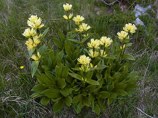 Gentiana punctata