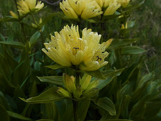 Gentiana punctata