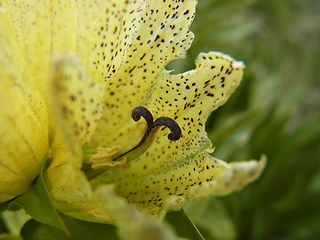 Gentiana punctata