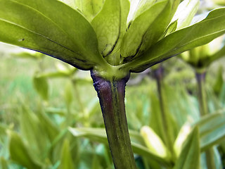 Gentiana punctata