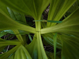 Gentiana punctata