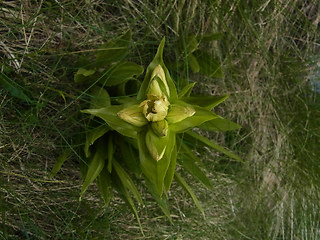 Gentiana punctata