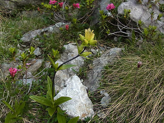 Gentiana punctata