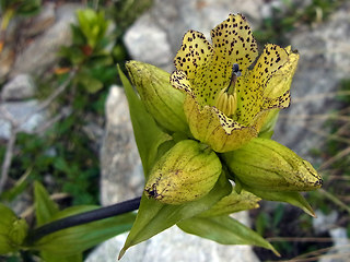 Gentiana punctata