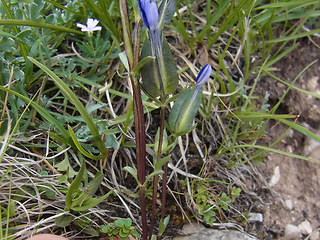 Gentiana utriculosa