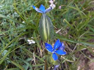 Gentiana utriculosa