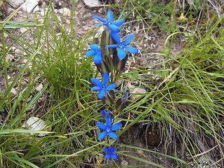 Gentiana utriculosa
