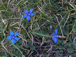 Gentiana verna