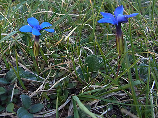 Gentiana verna