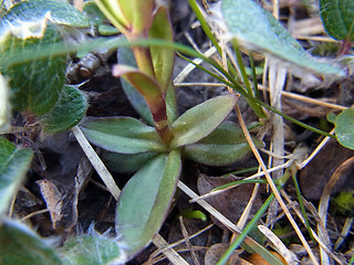 Gentiana verna