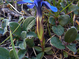 Gentiana verna