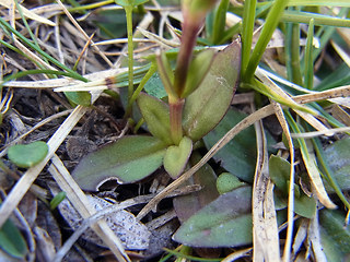 Gentiana verna