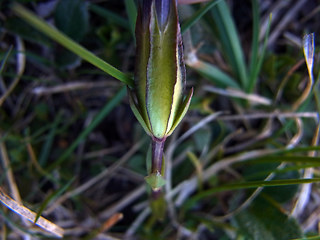 Gentiana verna