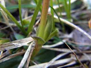 Gentiana verna