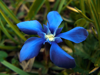 Gentiana verna