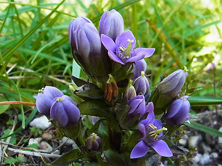 Gentianella aspera