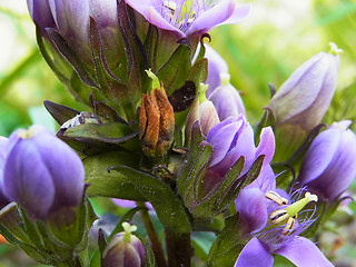 Gentianella aspera