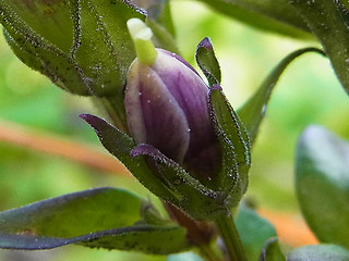 Gentianella aspera