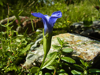 Gentianella ciliata