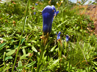 Gentianella ciliata