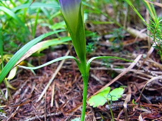 Gentianella ciliata