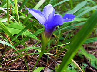 Gentianella ciliata