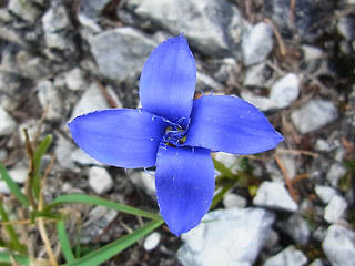 Gentianella ciliata