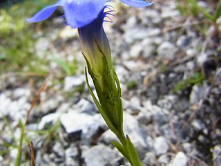 Gentianella ciliata