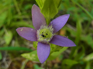 Gentianella germanica