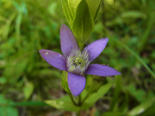 Gentianella germanica