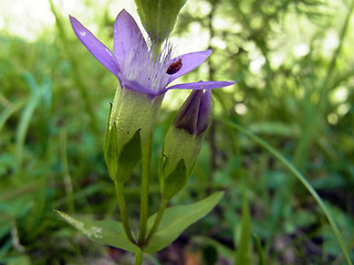 Gentianella germanica