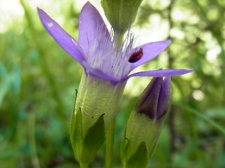 Gentianella germanica