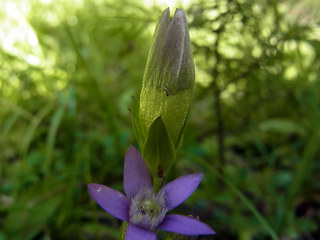 Gentianella germanica