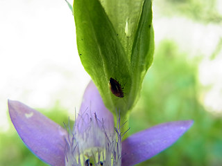 Gentianella germanica