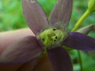 Gentianella germanica