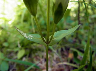 Gentianella germanica