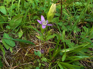 Gentianella germanica