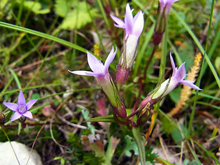 Gentianella pilosa