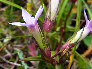 Gentianella pilosa