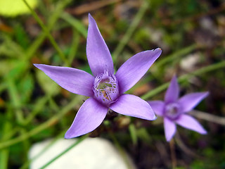 Gentianella pilosa