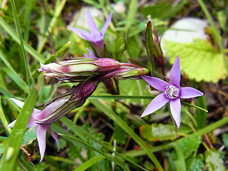 Gentianella pilosa