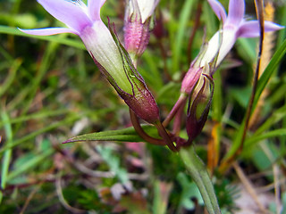 Gentianella pilosa