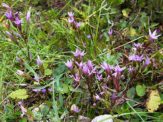 Gentianella pilosa